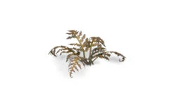 Laser Plants – Dry Bracken -Game Series Store 8ORyPxFkEelO1HGPLEN3uofLzSeTgxP8h7